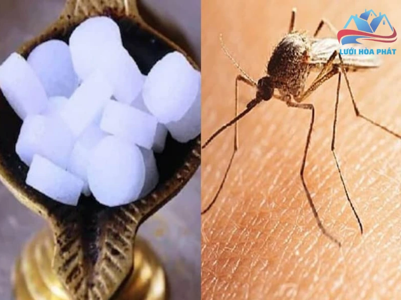 Cơ sở khoa học về khả năng đuổi muỗi của long não